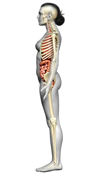 Renderizado Ilustração Medicamente Precisa Órgãos Internos Femininos Sistema Esqueleto — Fotografia de Stock