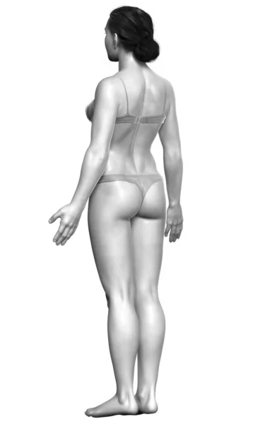 3Dレンダリングされた女性の体のイラスト — ストック写真