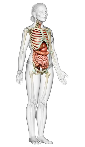 Provedená Lékařsky Přesná Ilustrace Ženských Vnitřních Orgánů Kosterního Systému — Stock fotografie