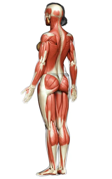 Renderizado Ilustración Médicamente Precisa Sistema Muscular Femenino — Foto de Stock