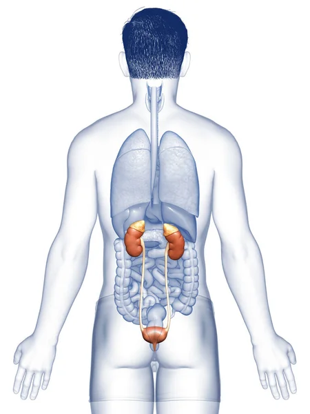 Renderizado Ilustración Médicamente Precisa Los Riñones — Foto de Stock