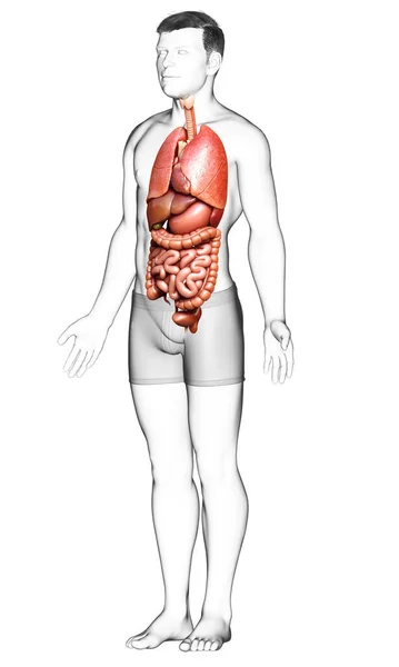 3Dは男性の医療的に正確なイラストをレンダリング 内部器官 — ストック写真