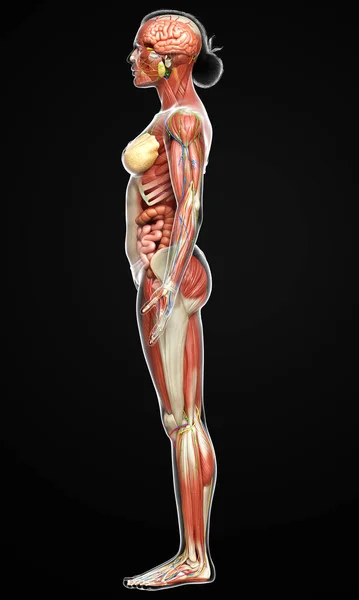 Rendered Medically Accurate Female Anatomy — Stock Photo, Image