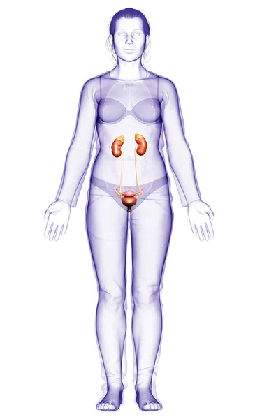 Візуалізація Медично Точна Ілюстрація Жіночих Нирок — стокове фото