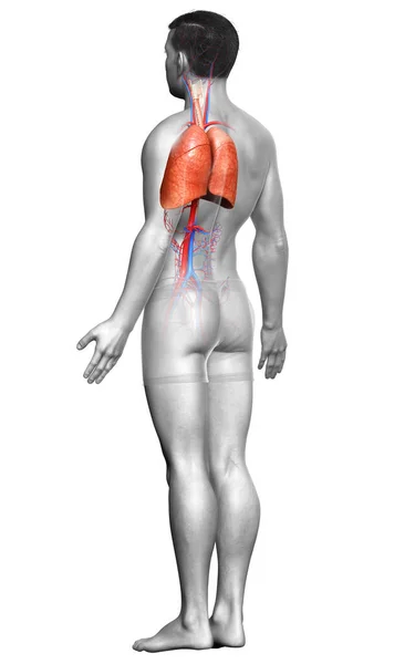 Рендеринг Медицинская Точная Иллюстрация Мужской Анатомии Легких — стоковое фото