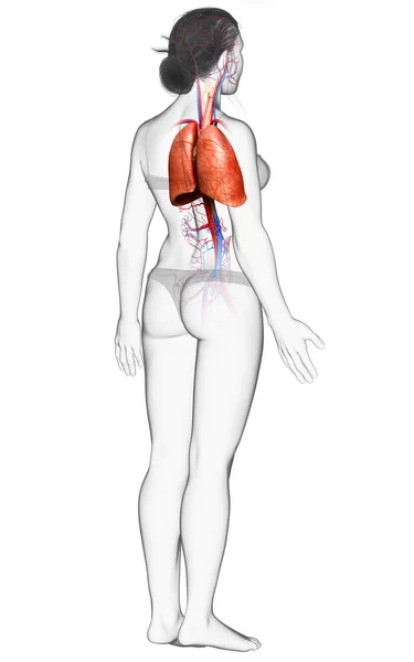 Vykreslené Lékařsky Přesné Ilustrace Ženské Plicní Anatomie — Stock fotografie