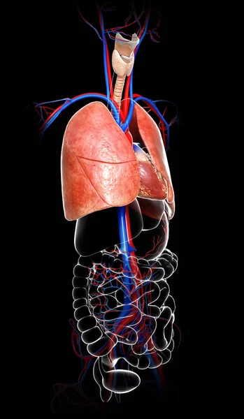 Renderowana Medycznie Dokładna Ilustracja Anatomii Płuc — Zdjęcie stockowe