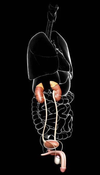 Weergegeven Medisch Nauwkeurige Illustratie Van Nieren Urinewegen — Stockfoto