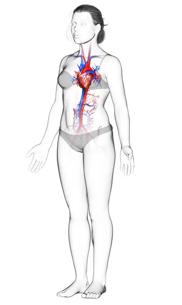 Renderizado Ilustración Médicamente Precisa Del Corazón Femenino —  Fotos de Stock