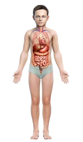 Reso Illustrazione Clinicamente Accurata Del Ragazzo Digestive Syste — Foto Stock