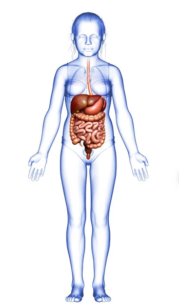 Renderizado Ilustración Médicamente Precisa Niña Del Sistema Digestivo — Foto de Stock