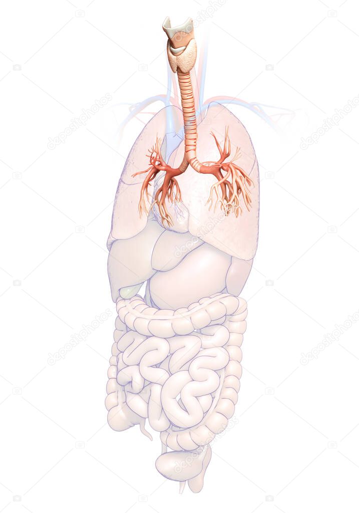3D illustration of Larynx Trachea Bronchi Part of Respiratory System