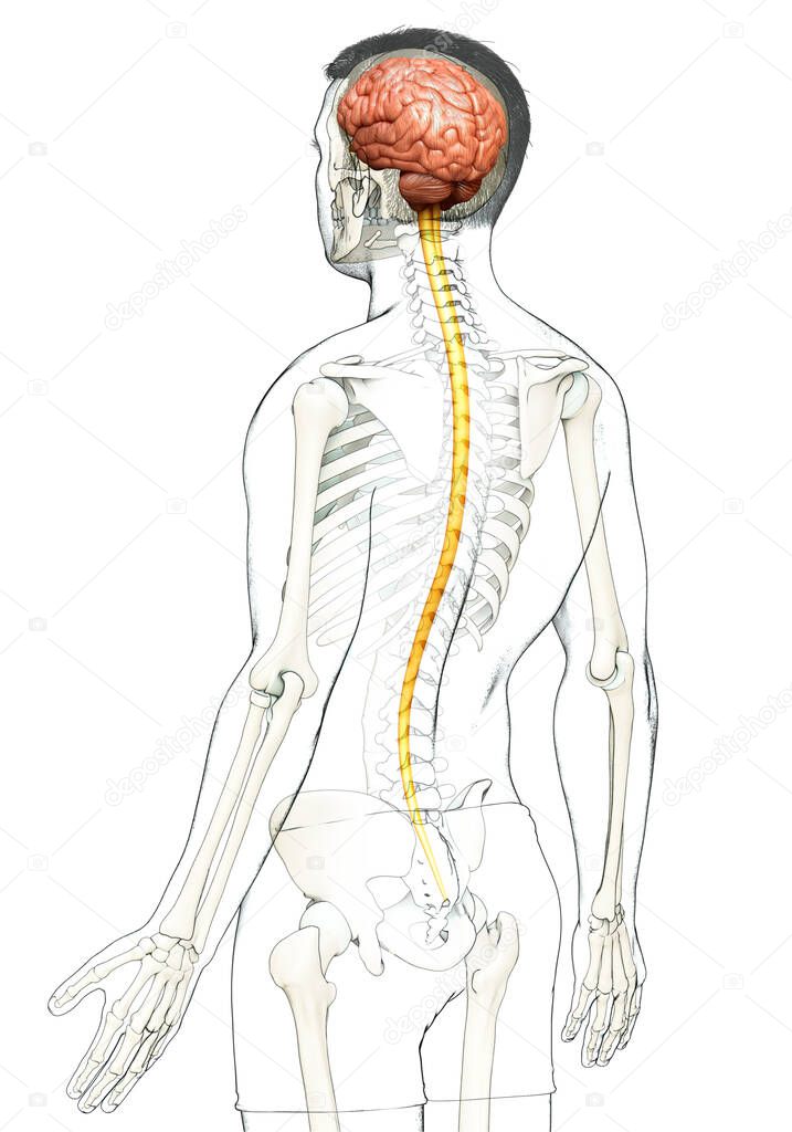 3d rendered medically accurate illustration of a male brain