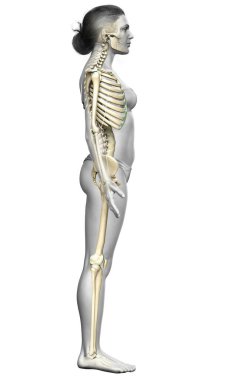 3D üretilmiş, tıbben doğru bir kadın iskelet sistemi çizimi