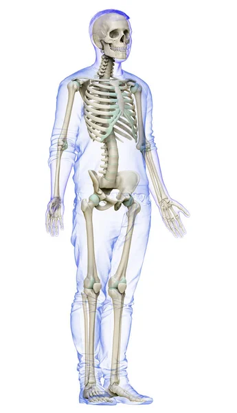 Weergegeven Medisch Nauwkeurige Illustratie Van Een Mannelijk Skelet Systeem — Stockfoto