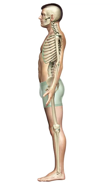 Weergegeven Medisch Nauwkeurige Illustratie Van Een Mannelijk Skelet Systeem — Stockfoto