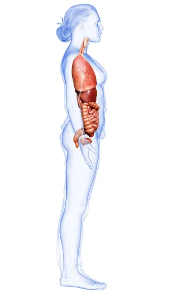 Rendered Medically Accurate Illustration Female Internal Organs — Stock Photo, Image