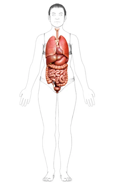 Renderizado Ilustración Médicamente Precisa Órganos Internos Femeninos — Foto de Stock