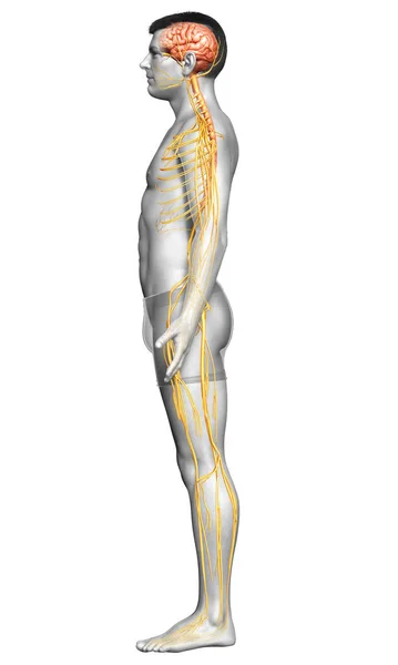 Оказана Медицинская Точная Иллюстрация Мужской Нервной Системы — стоковое фото