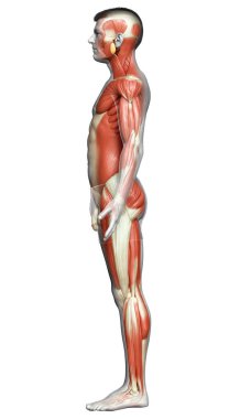 3D, erkek kas sisteminin tıbben doğru bir gösterimi.
