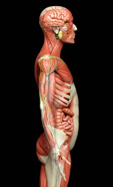 3D, tıbbi olarak erkek anatomisini doğruluyor.