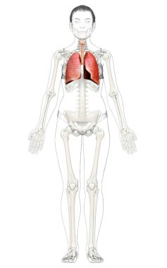 3 boyutlu, tıbbi olarak kadın akciğer anatomisini gösteriyor.