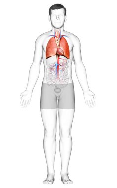 Erkek akciğer anatomisinin 3 boyutlu, tıbben doğru bir örneği.