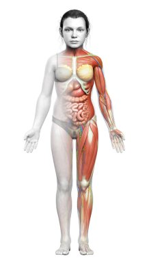 Genç kız anatomisini tıbben doğru gösteriyor.