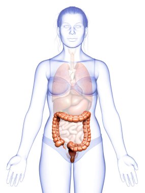 3D, tıbbi olarak kadın kalın bağırsak anatomisini gösteriyor.