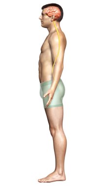 3D, bir erkek beyninin tıbben doğru bir gösterimi.