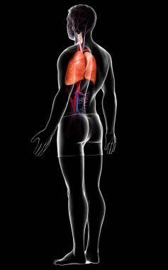 Erkek akciğer anatomisinin 3 boyutlu, tıbben doğru bir örneği.