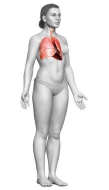 3 boyutlu, tıbbi olarak kadın akciğer anatomisini gösteriyor.