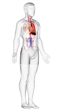 Erkek akciğer anatomisinin 3 boyutlu, tıbben doğru bir örneği.
