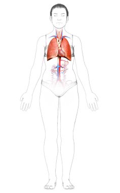 3 boyutlu, tıbbi olarak kadın akciğer anatomisini gösteriyor.