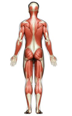 3D, erkek kas sisteminin tıbben doğru bir gösterimi.
