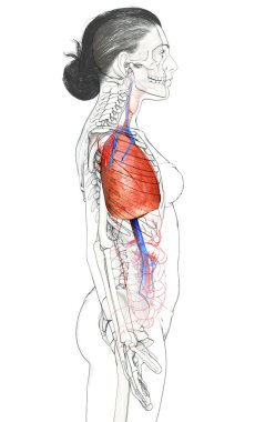 3 boyutlu, tıbbi olarak kadın akciğer anatomisini gösteriyor.