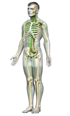 3D, erkek lenf sisteminin tıbben doğru bir çizimi.