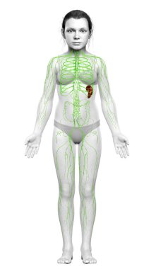 3D, genç bir kızın lenf sisteminin tıbben doğru bir çizimi.