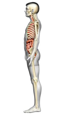 3D, erkek iç organlarının ve iskelet sisteminin tıbben doğru çizimi.