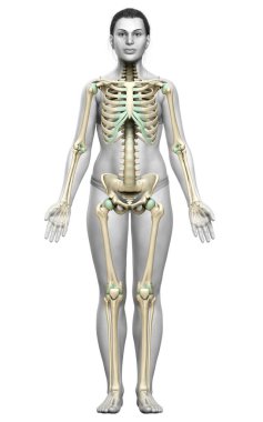 3D üretilmiş, tıbben doğru bir kadın iskelet sistemi çizimi