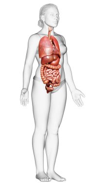 3D tıbbi olarak kadın iç organlarının doğru çizimi 