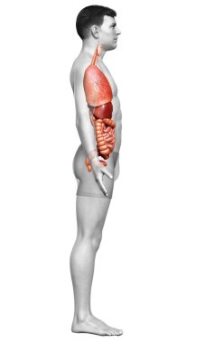 3D, erkek iç organlarının tıbben doğru çizimi. 