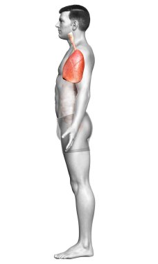Erkek akciğer anatomisinin 3 boyutlu, tıbben doğru bir örneği.
