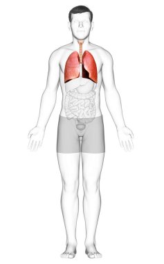 Erkek akciğer anatomisinin 3 boyutlu, tıbben doğru bir örneği.