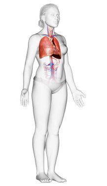 3 boyutlu, tıbbi olarak kadın akciğer anatomisini gösteriyor.