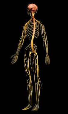 3D, sinir sisteminin tıbbi olarak doğru bir gösterimi.