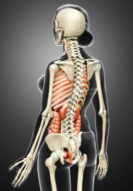 3D, kadın iç organlarının ve iskelet sisteminin tıbben doğru bir gösterimi.