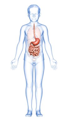 3 boyutlu, tıbbi olarak genç bir çocuğun midesinin ve ince bağırsağının tam bir örneği.