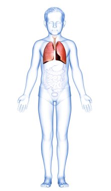 3D, tıbbi olarak genç bir çocuğun akciğer anatomisini gösteriyor.