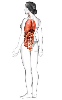 3D tıbbi olarak kadın iç organlarının doğru çizimi 